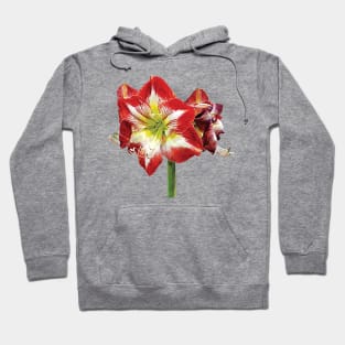 Amaryllis Minerva Hoodie